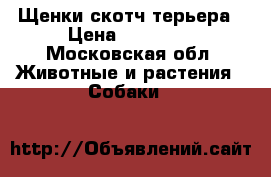 Щенки скотч терьера › Цена ­ 30 000 - Московская обл. Животные и растения » Собаки   